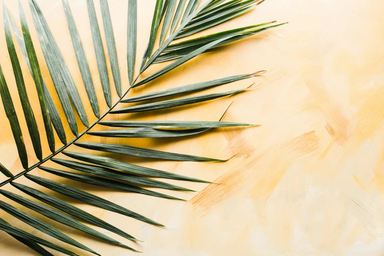 two palm fronds on the surface of a yellow - colored surface