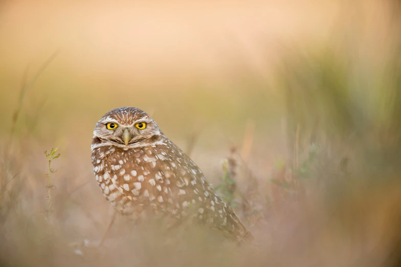 an owl is standing out in the grass