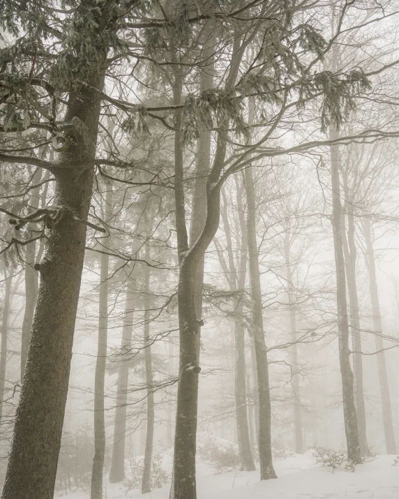 some trees that are on a snowy day