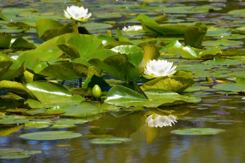 a couple of white flowers floating in some water