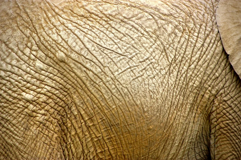 the texture of an elephant's head is almost as close as it peers through