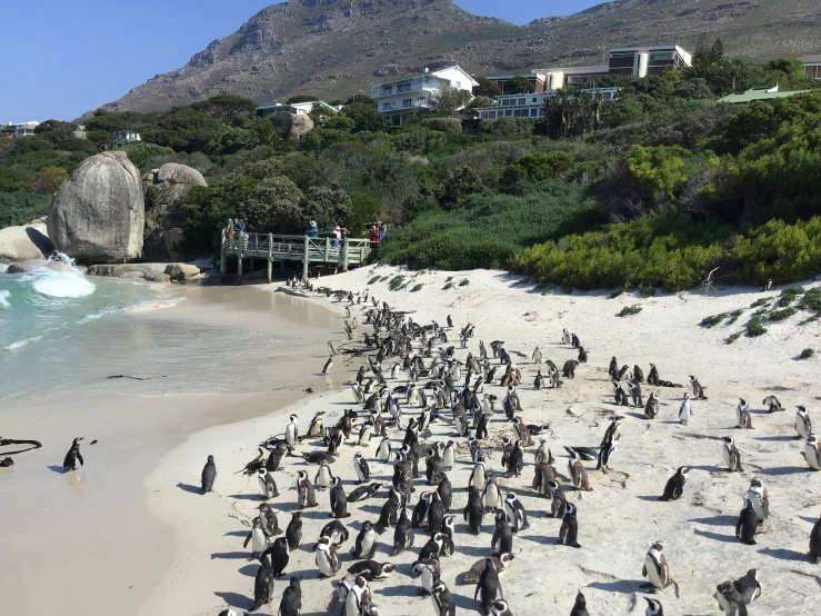 group of penguins standing around in the sand