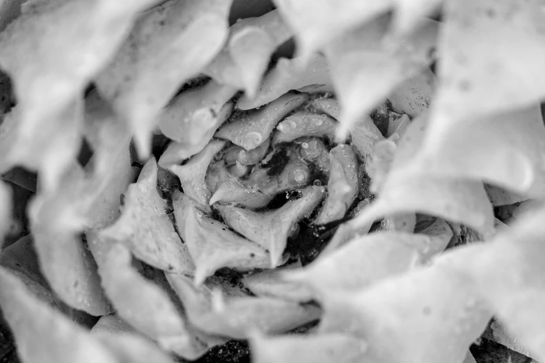 black and white pograph of food and chips