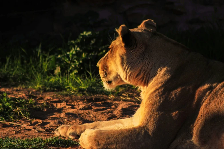 the lion is sitting and waiting on the grass