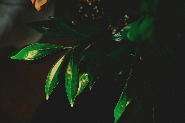 a small potted plant with orange flowers on it