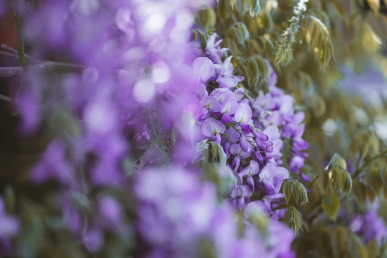 purple flowers line the fence next to a house