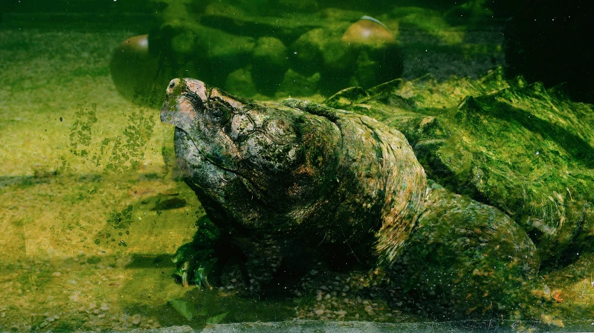 an animal laying on the ground covered in green moss