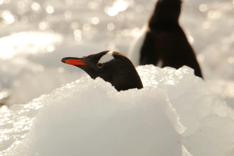 a black and red penguin standing in ice crystals near the ocean