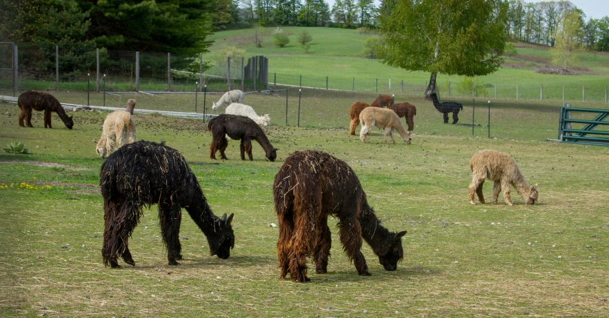 a bunch of animals grazing in a field