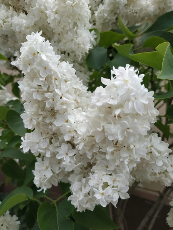 a white flower blooming in front of a brick wall