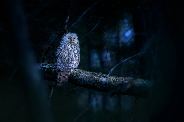 an owl is perched on the nch of a tree