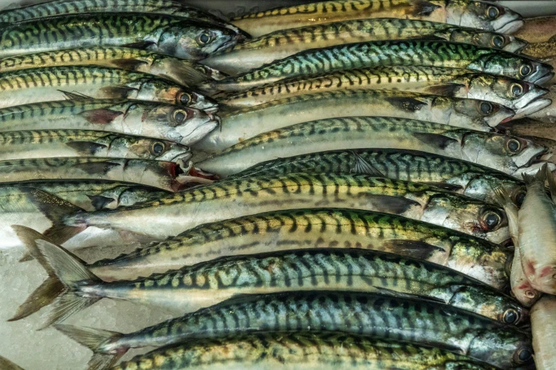 fish are shown on the bottom part of a plate