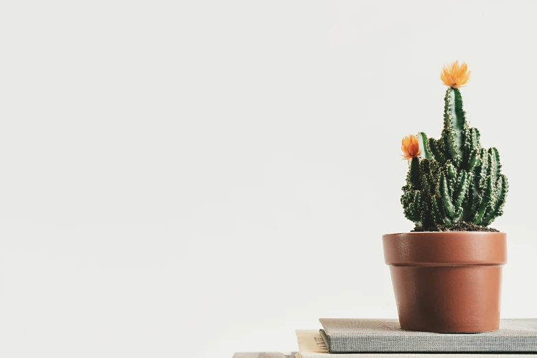 a green cactus sitting on top of a pile of books