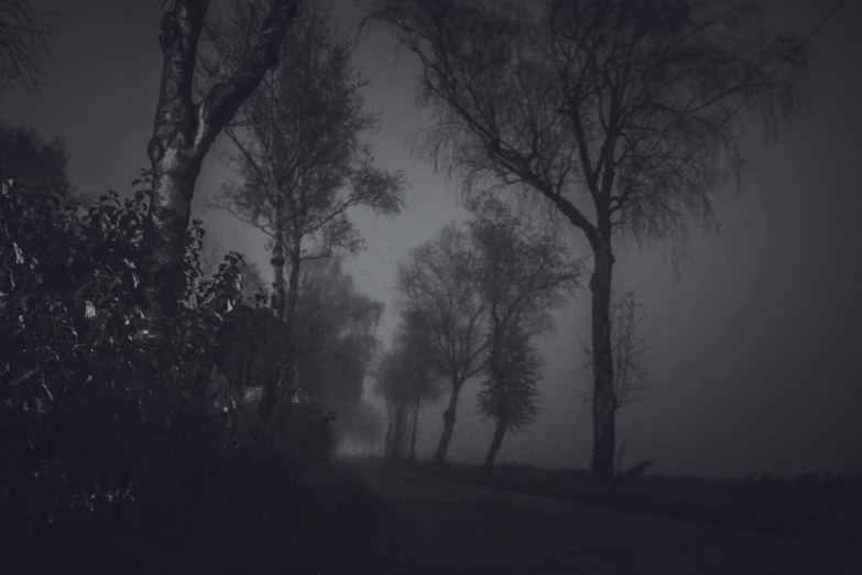 fog in the distance shows a path through trees with leaves