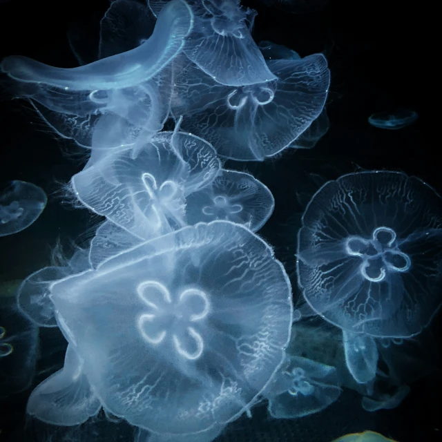 jellyfish are swimming in the deep water together