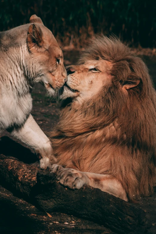 two lions cuddle on one another while lying in the shade