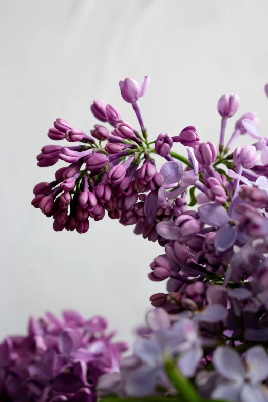 a vase with a bunch of purple flowers on it