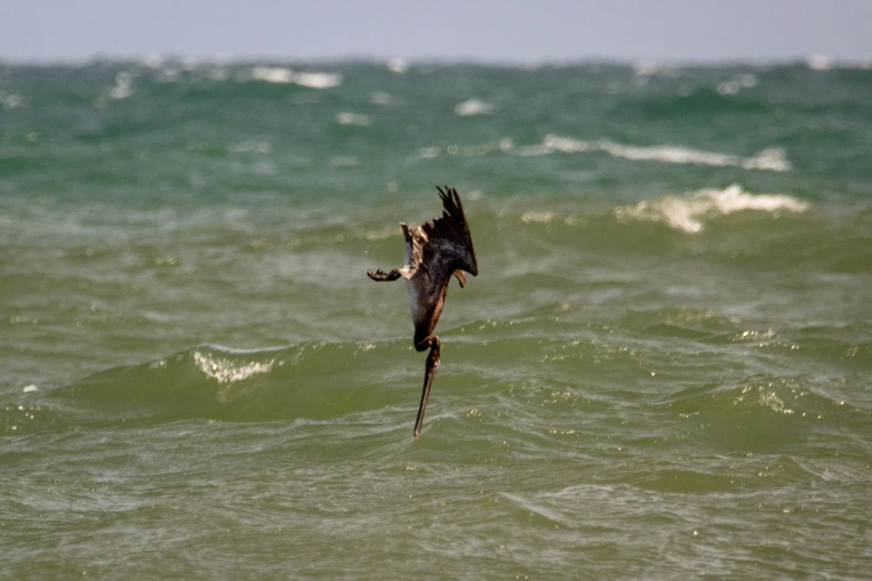 a bird flies low over the waves in the ocean