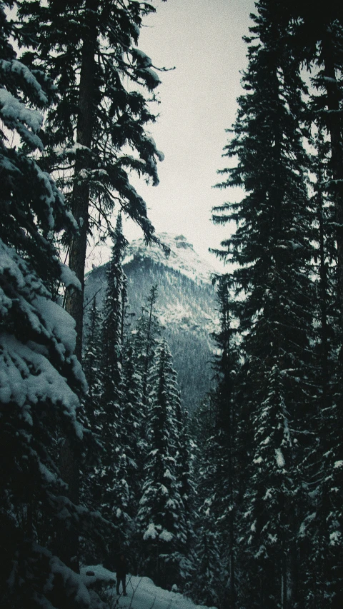 some trees snow and a person in a yellow jacket