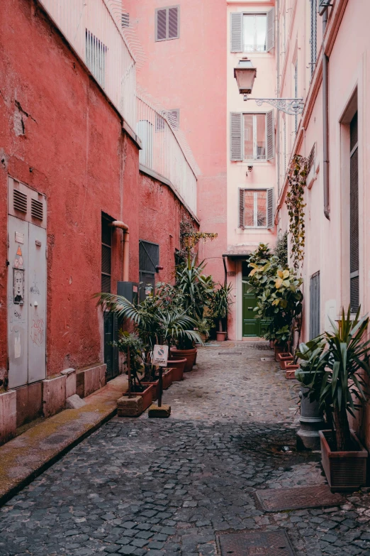 there is a old alley way with lots of plants