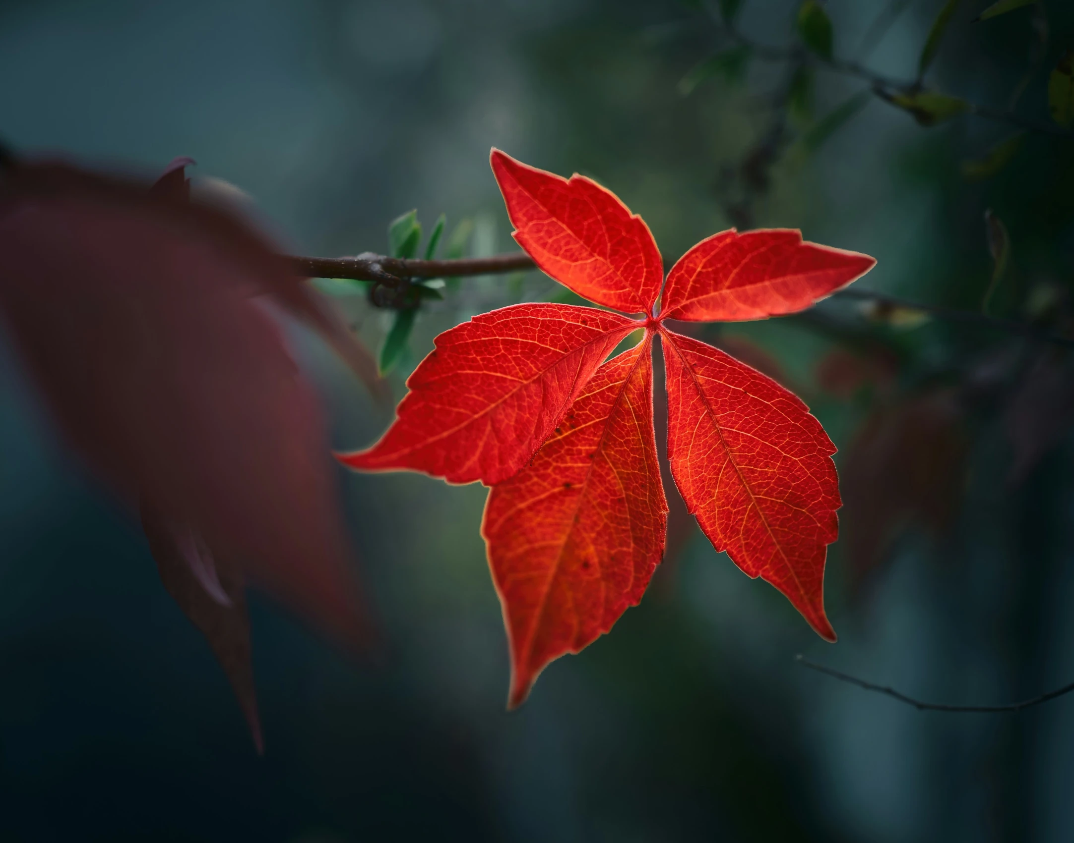 a red leaf rests on a nch in front of a blurred background