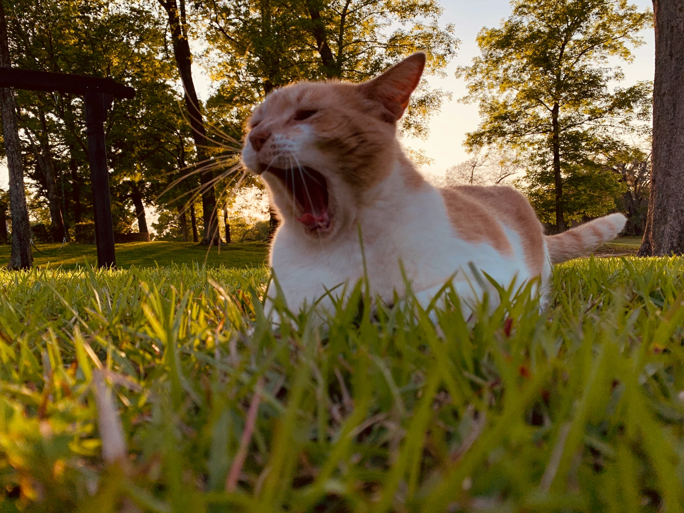 a cat yawns and looks like he is excited about soing