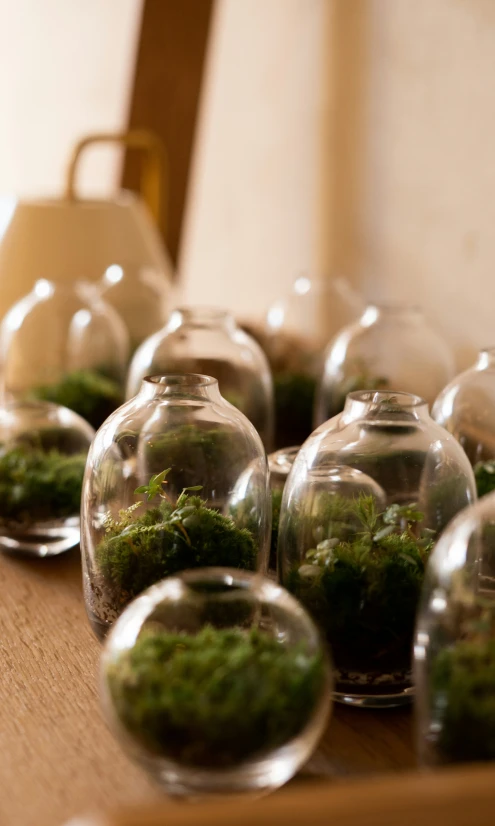 moss sits inside glass pots on a table