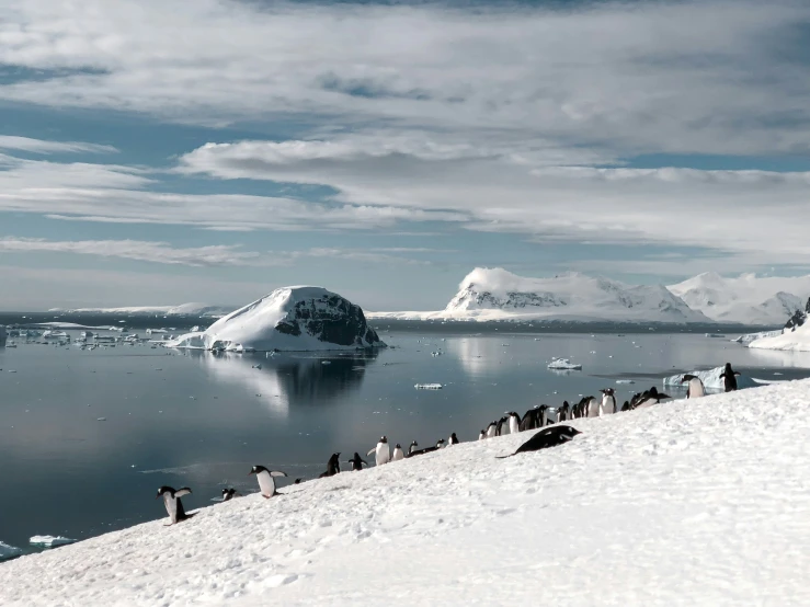 a large group of penguins stand on a snowy hill