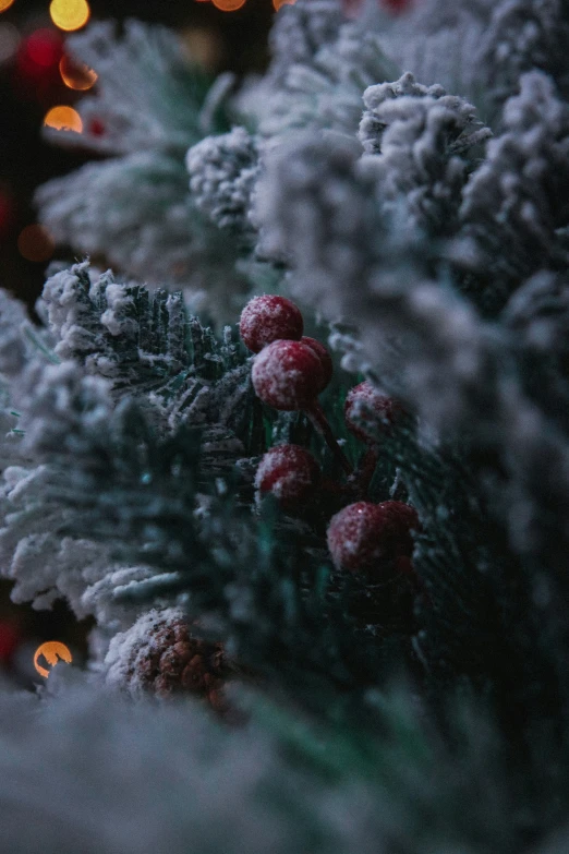 a close up of some small berries on a tree