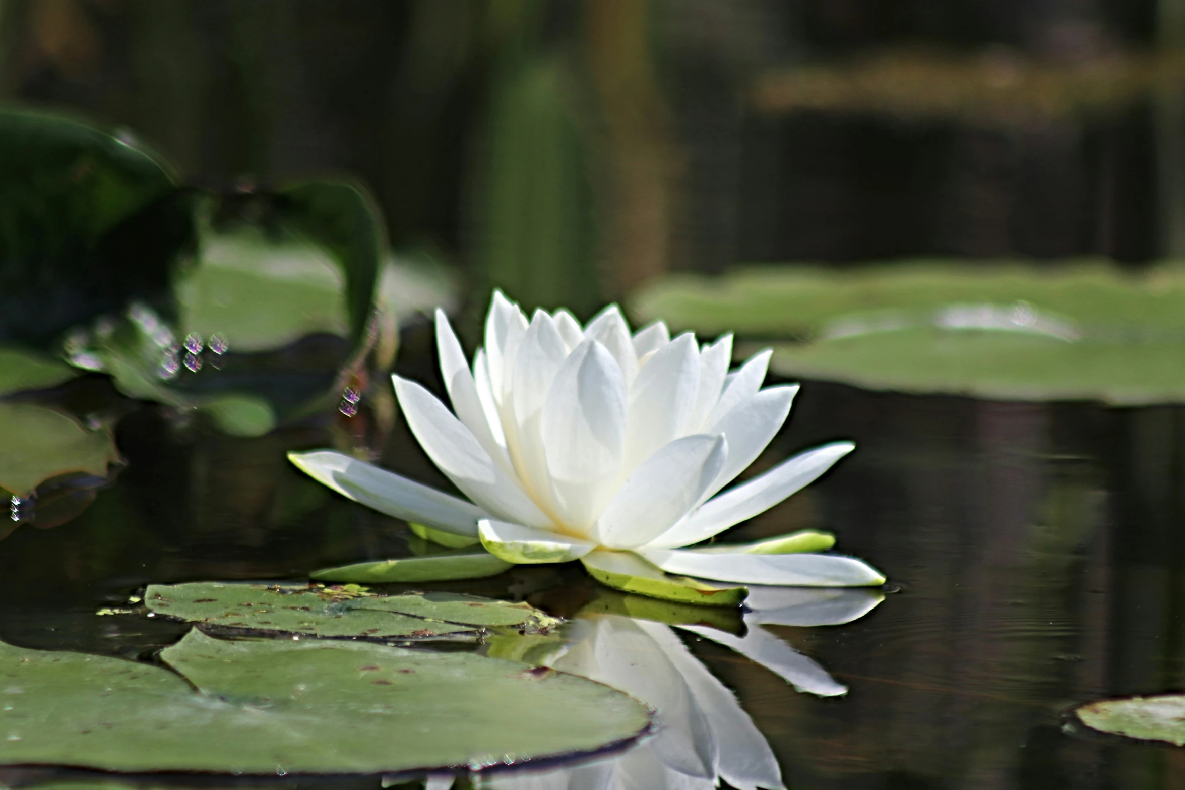 a lily blooming in a pond surrounded by lily pads