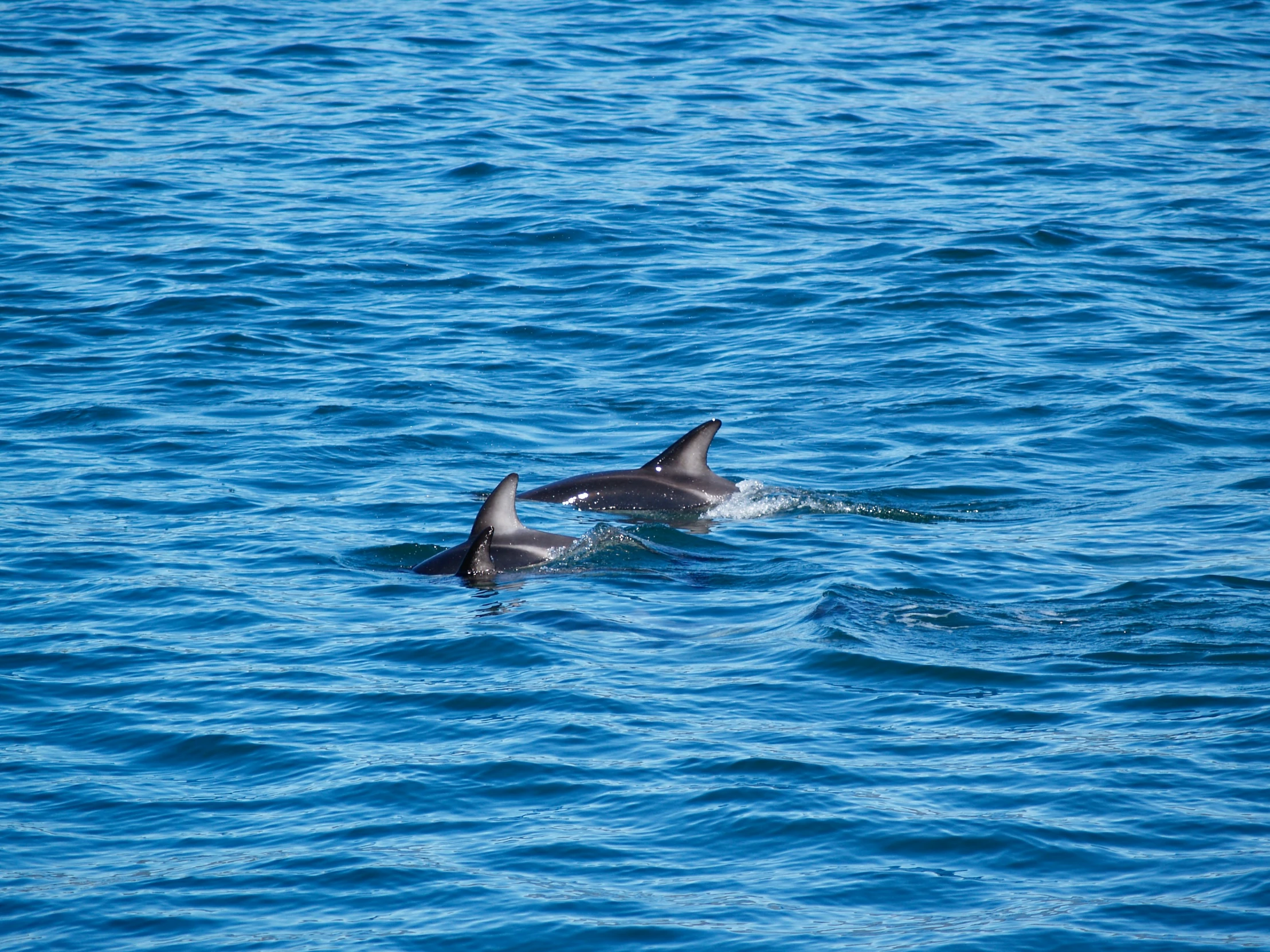 two dolphins swimming in the ocean on a sunny day