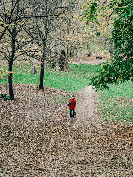 person walking along side a path in the woods