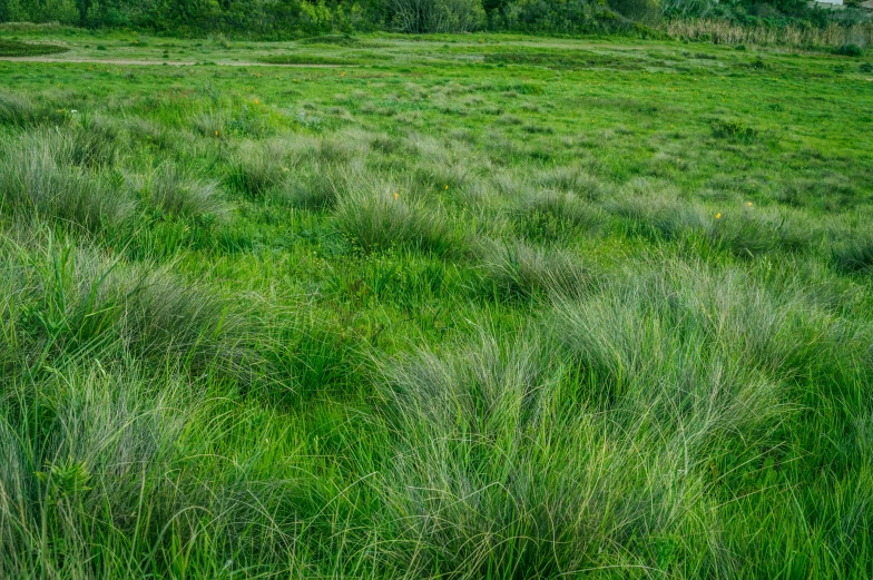 green fields and a forest with a red fire hydrant