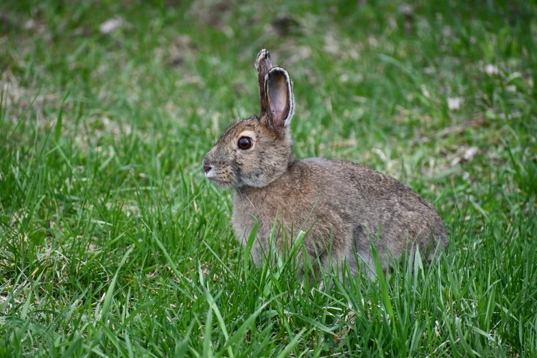 a brown rabbit is sitting in the green grass