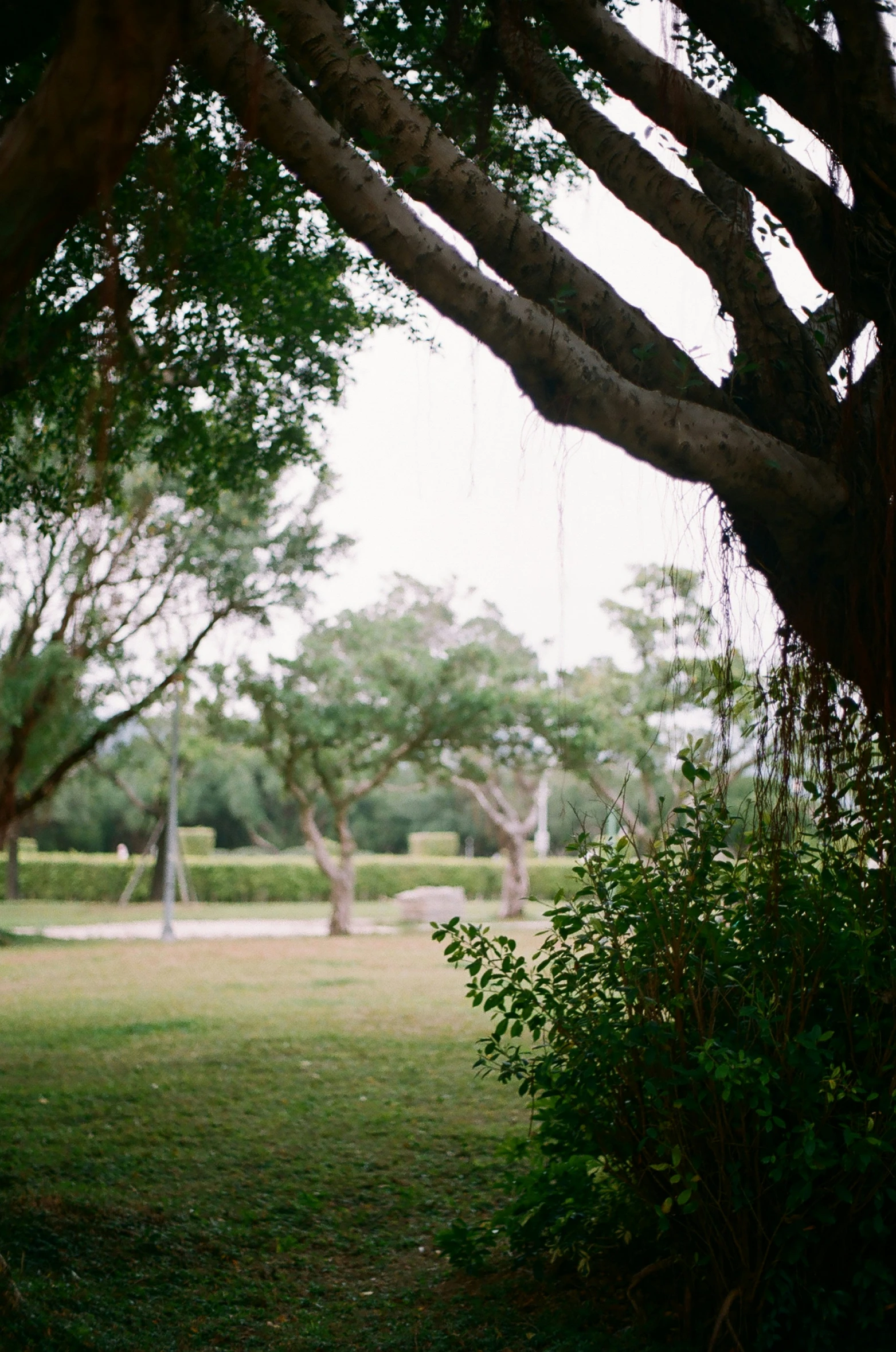 there is an area with trees and people walking around