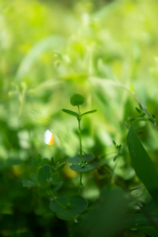 a po of a plant with a blurry background