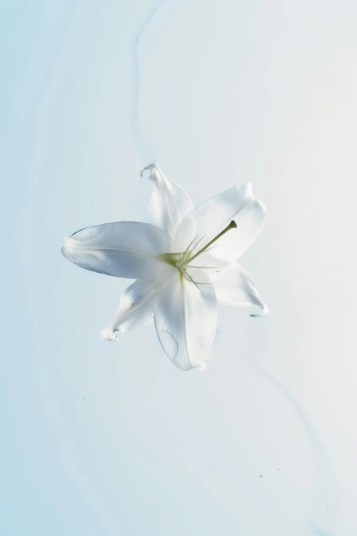 a white flower sits in the center of the sky