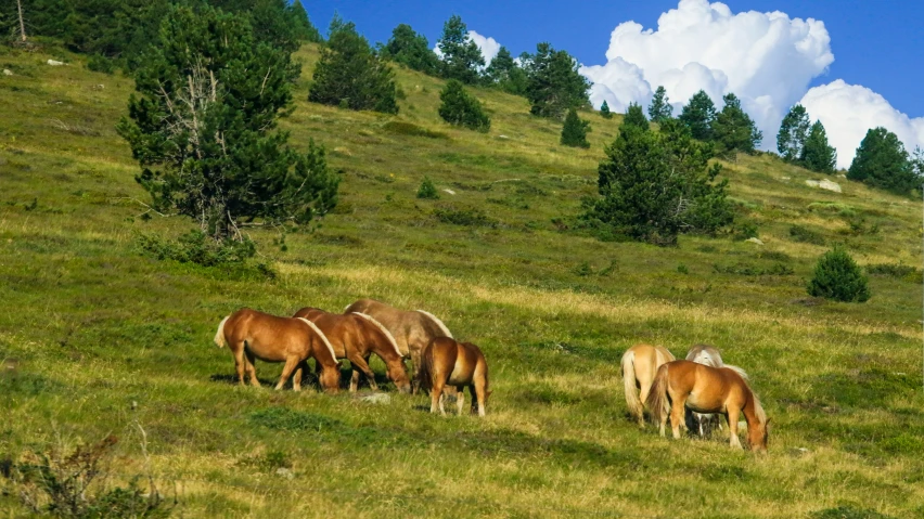some brown and white horses on a grassy hill