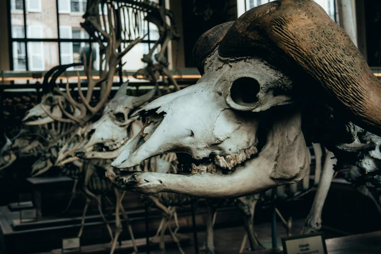 several types of animal's bones with their skulls and heads in the foreground