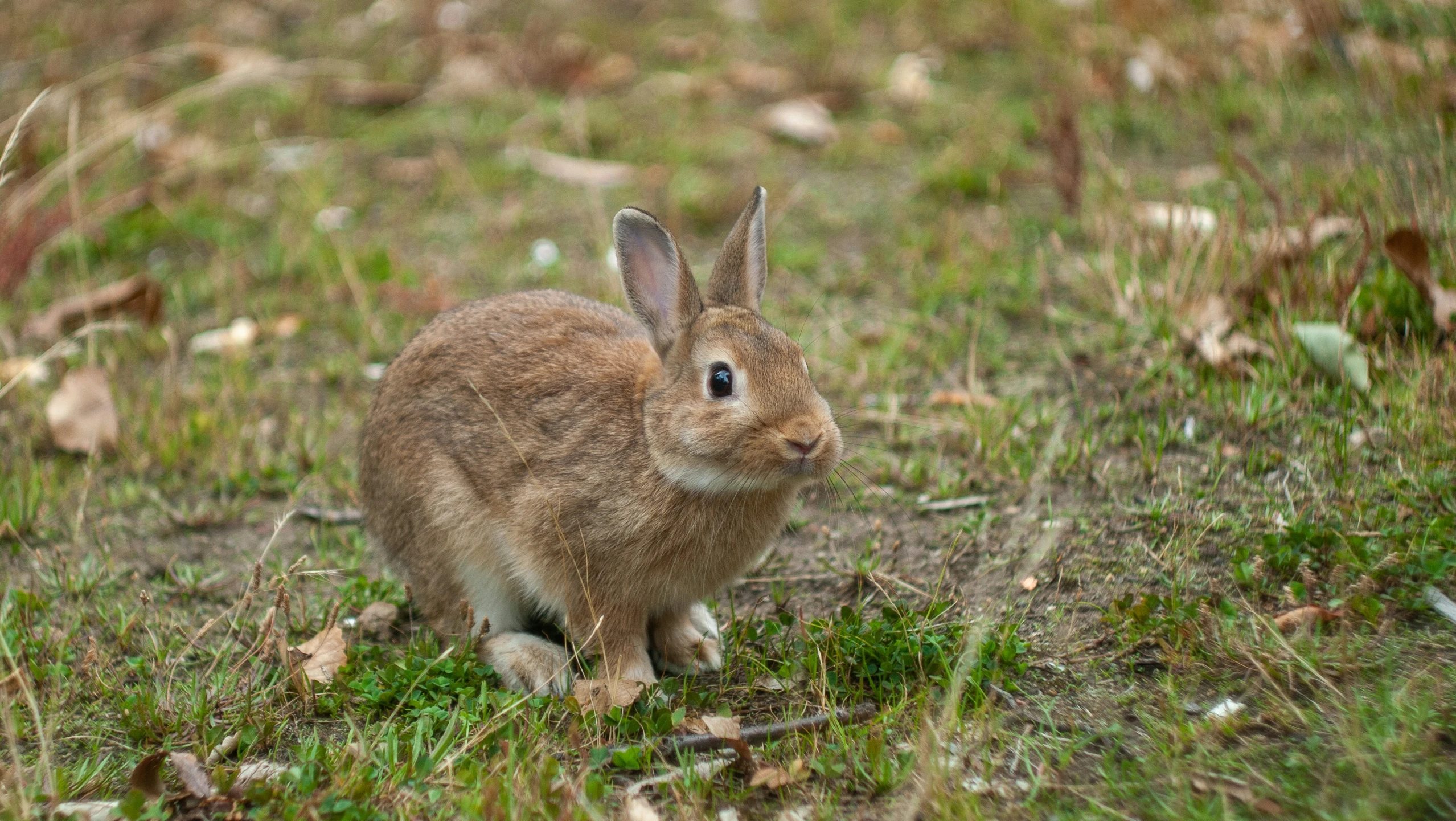 a close up of a small bunny on a field