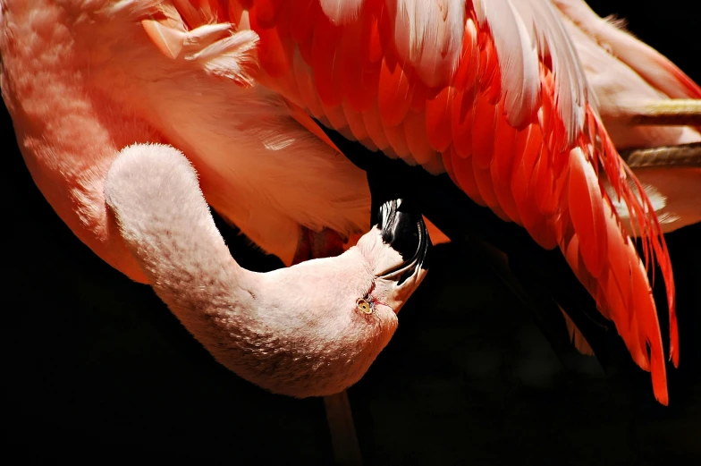 two flamingos and one has a cell phone in their hand