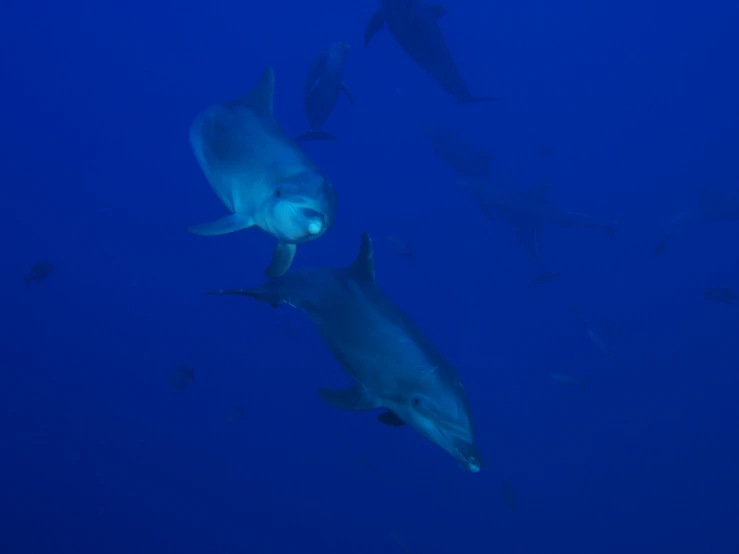 a group of dolphins swim on the blue water