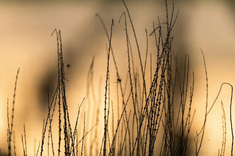 a close up of some plants with the sun going down