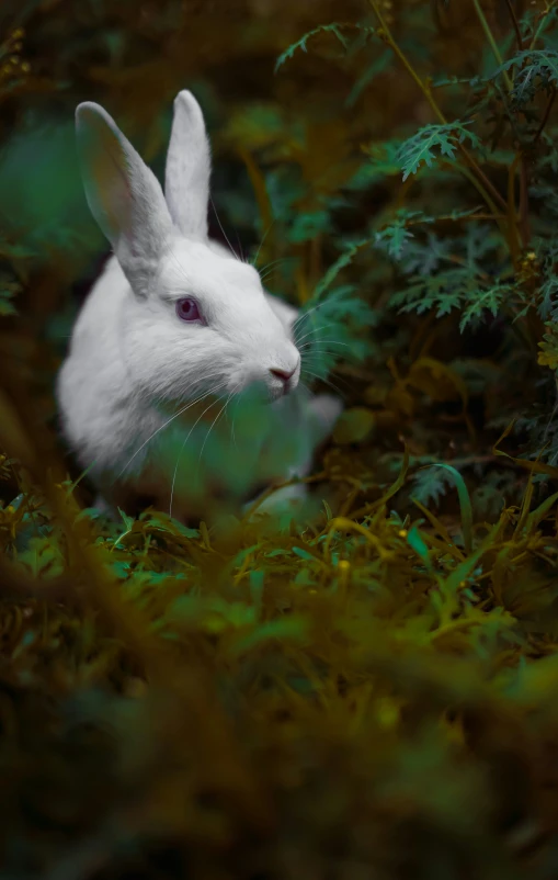 a rabbit is sitting in the tall bushes