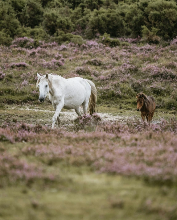 two horses walking in the middle of a field