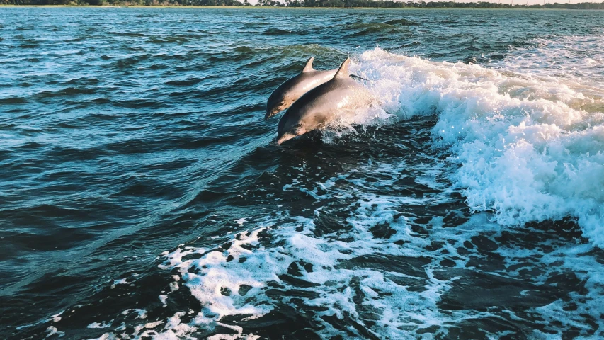 three dolphins are swimming in the ocean waves