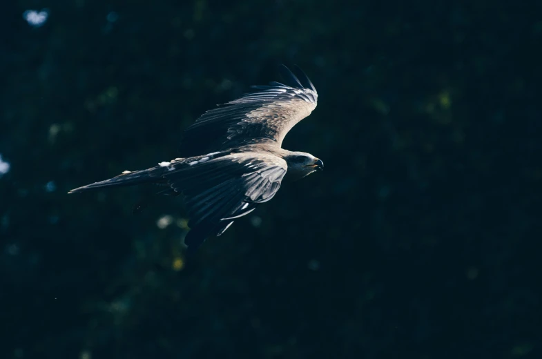 bird flying in the sky during daytime, with wings extended