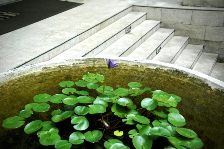 a plant in a stone bowl near steps