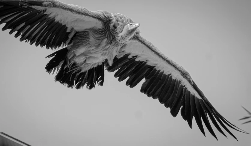 a bird with large wings flying over a sky