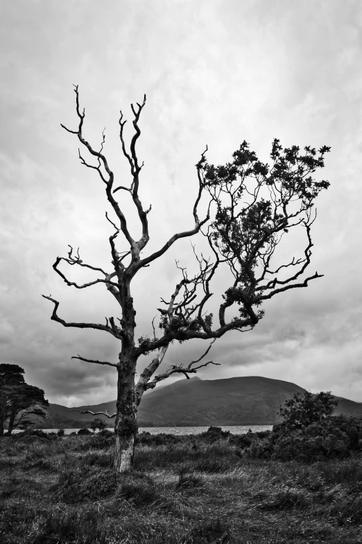 black and white po of a tree with no leaves